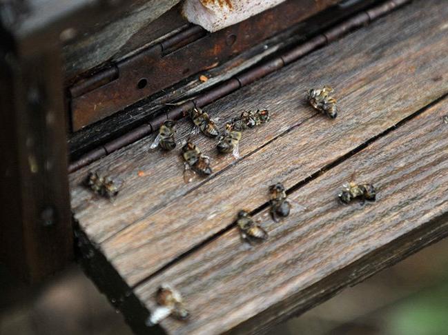 Mevsim normallerinin altındaki sıcaklık arı ölümlerini artırdı