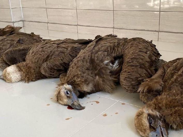 Nesli tehlike altındaki 7 kara akbaba öldürüldü