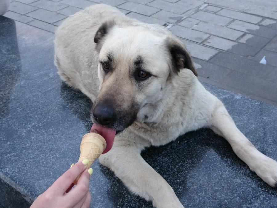 Taksimli sokak köpeğinin Boşnak turistlerle dondurma keyfi