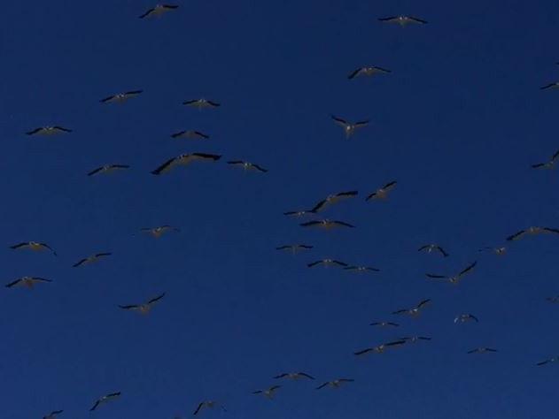 Pelikanlar Avrupa'ya göçüyor