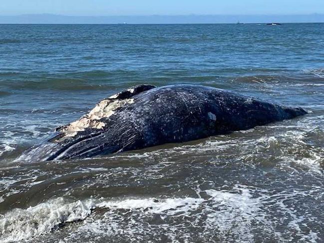 8 gün içinde 4 gri balina cesedi bulundu