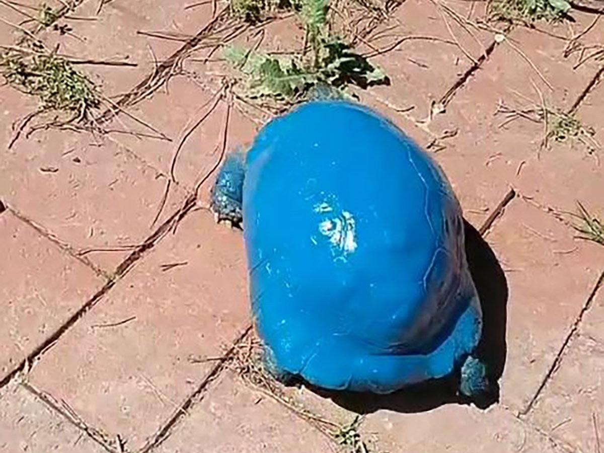 Mavi kaplumbağa soruşturması