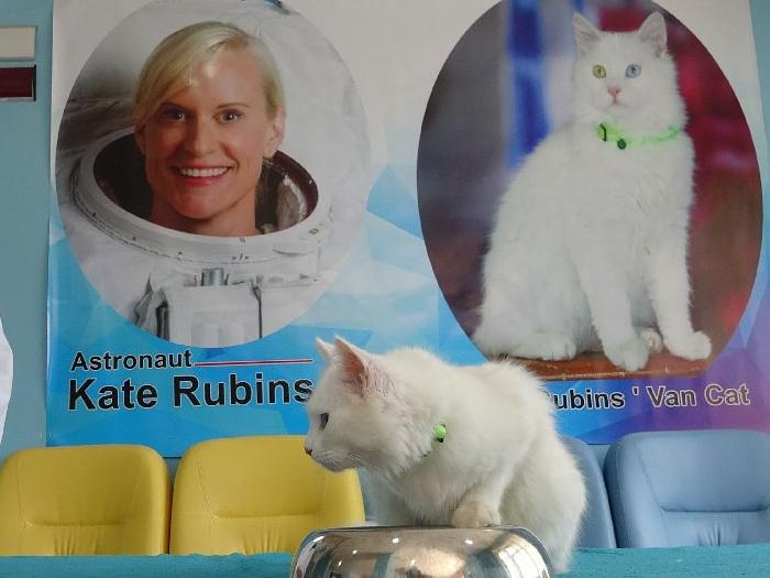 Astronot Kate Rubins’in hediyesi Van kedisi