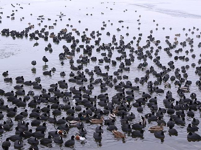 Marmara Gölü'ndeki kuş sayısı belli oldu