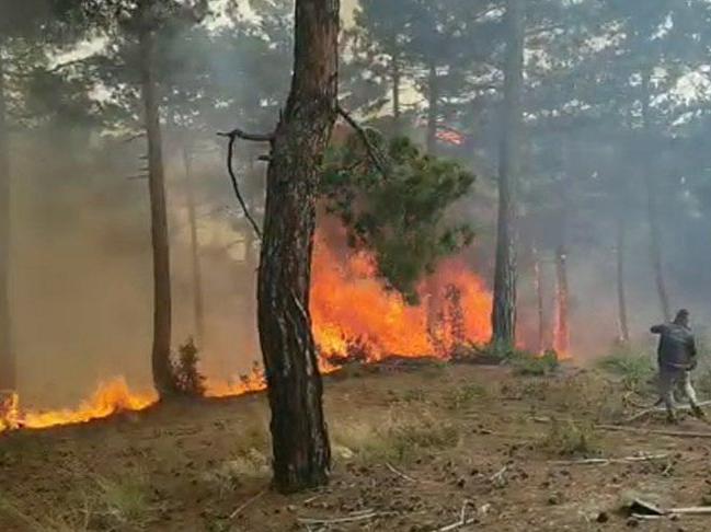 Denizli'de orman yangını: 3 saatte söndürüldü, 4 hektar alan yandı