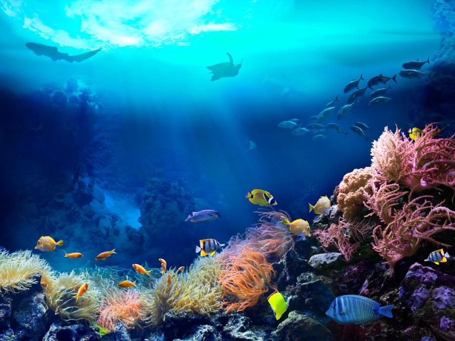 Bilim insanları 2020’yi okyanuslar için en sessiz yıl olarak tanımladı