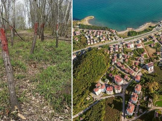 CHP’li Torun’dan 'Fatsa' tepkisi: Rant projesi hazırlandı, kesilecek ağaçlar işaretlendi