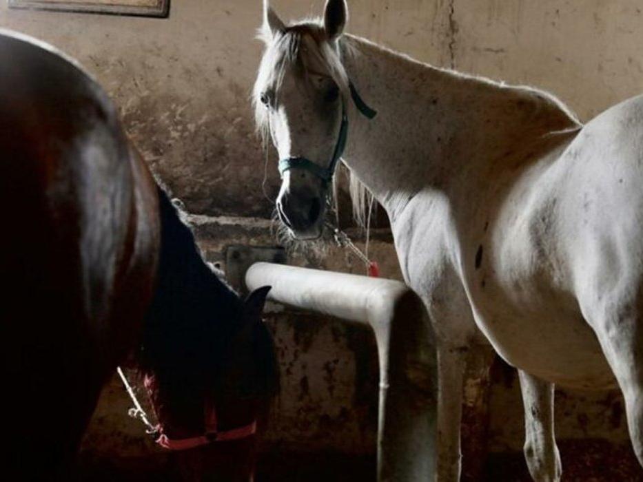 İBB'den kaybolan atlarla ilgili açıklama