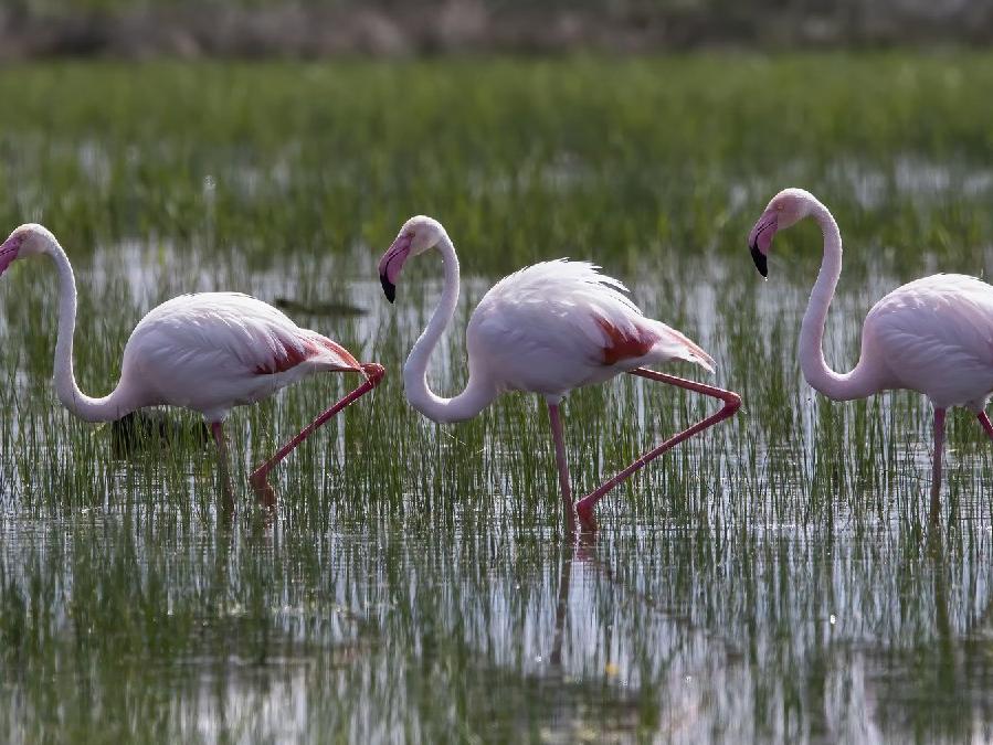 Flamingo yolu