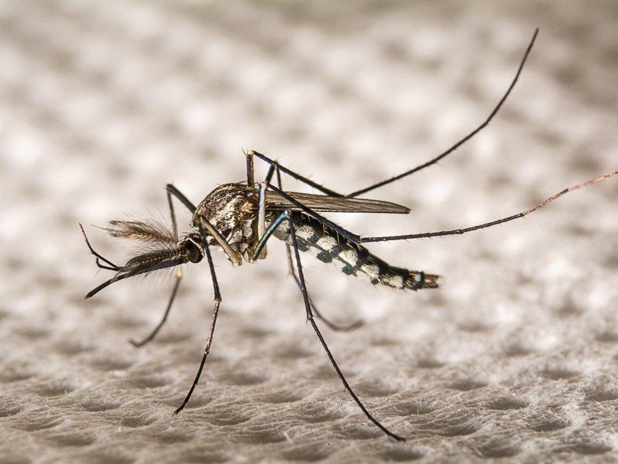 Hastalıkları bitirmek için tartışma yaratan proje: 750 milyon genetiği değiştirilmiş sivrisinek salacaklar