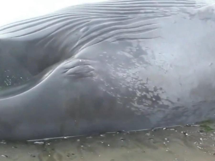 Afrika'da bir ilk: Antarktika'da yaşayan balina karaya vurdu
