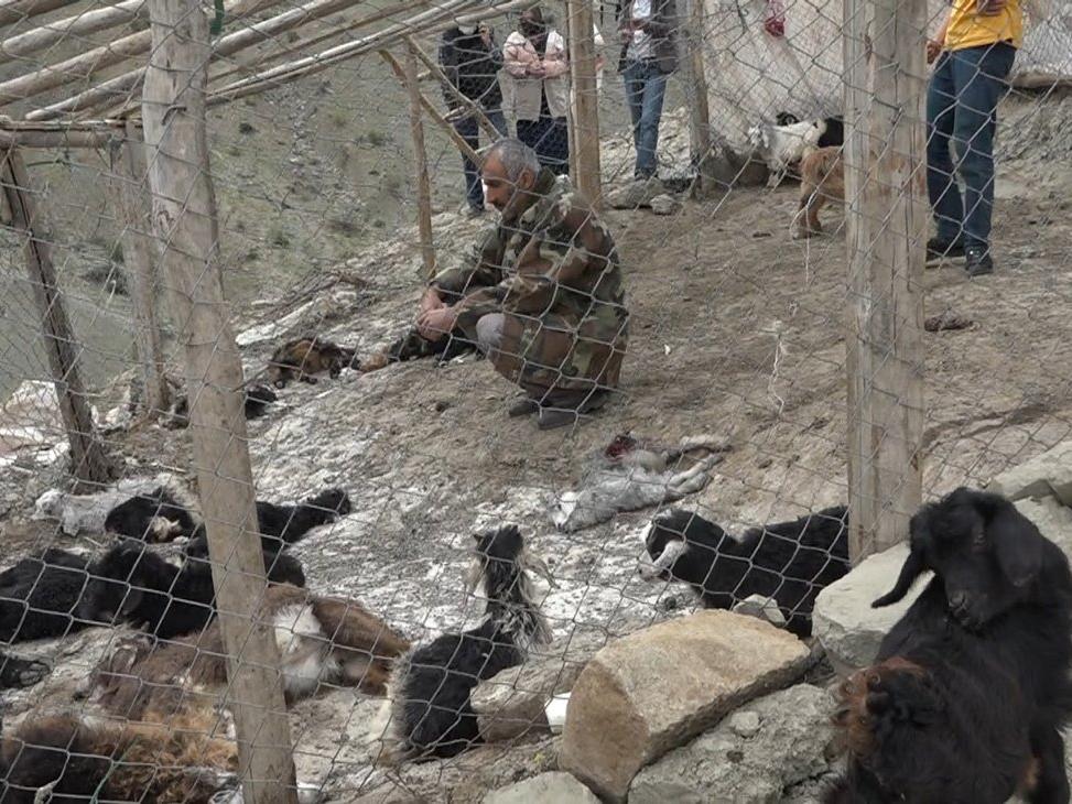 Köpekler 20 keçiyi öldürdü, 21 keçiyi de yaraladı