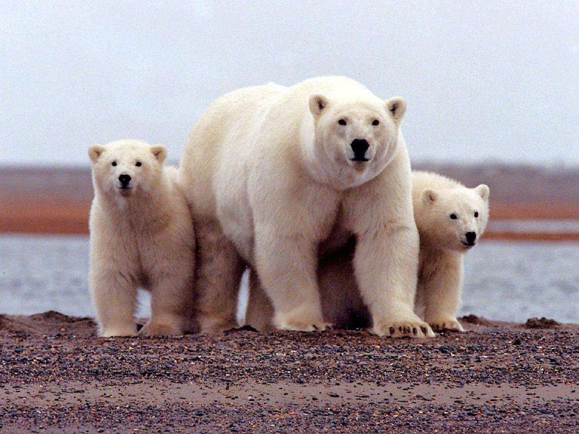 İklim krizi, ayıların türlerinde çeşitliliğe neden oluyor
