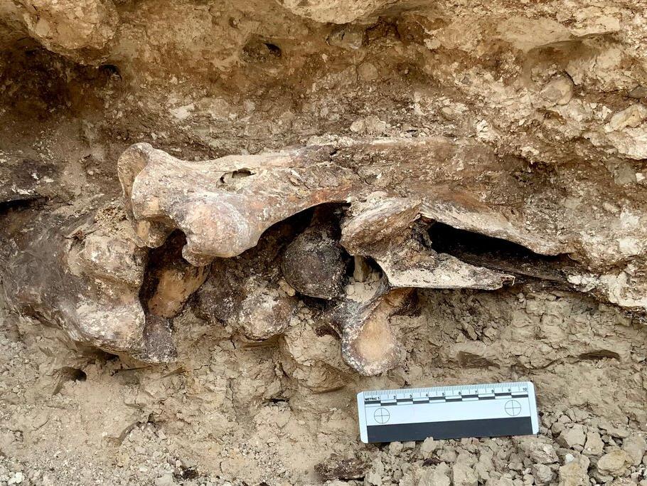 Las Vegas’ta Buz Devri’nden kalma bir at fosili bulundu