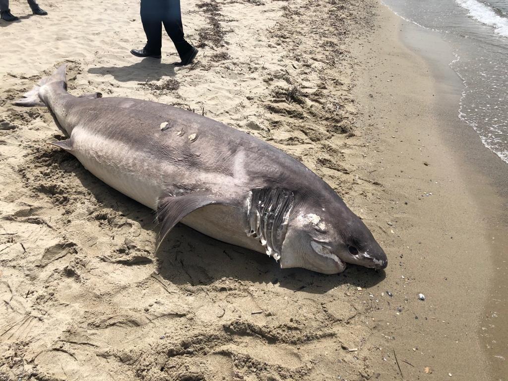 3.6 metre boyundaki köpekbalığı sahile vurdu