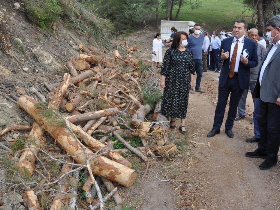Mersin’de ağaç katliamı! 'AKP talanı ile karşı karşıyayız'