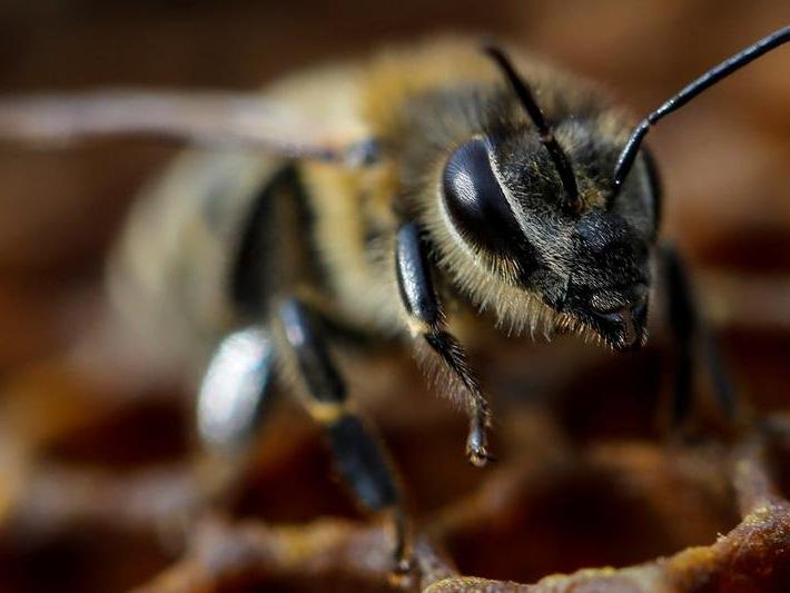 Bilim insanları coronayı tespit etmek için arıları eğitti