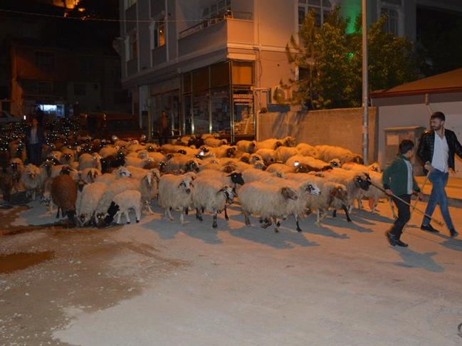 Koyun sürüsünün şehir merkezinden geçişi ilginç görüntüler oluşturdu