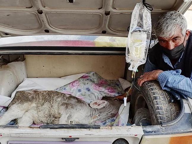 Hastalanan yavru buzağıyı otomobilin bagajında veterinere götürdü
