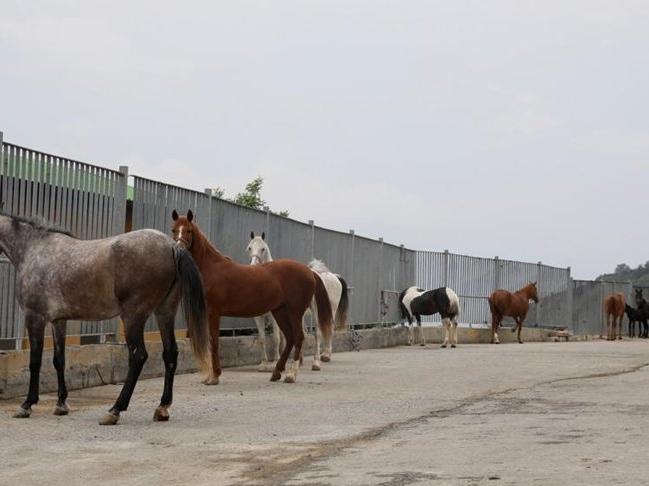 Adalar'daki atları sahiplenen kurum ve kişilerin listesi açıklandı