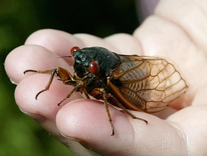 ABD'de Cicadas istilası: 17 yıl sonra geri dönüyorlar