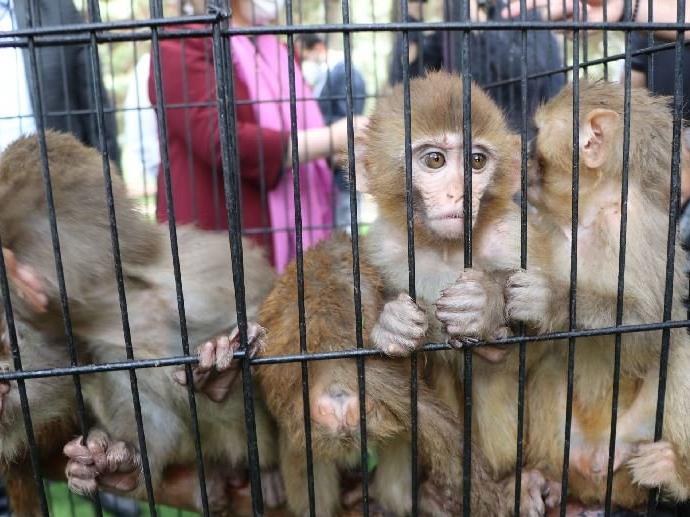 Sınırda ele geçirilen 12 maymun hayvanat bahçesine getirildi