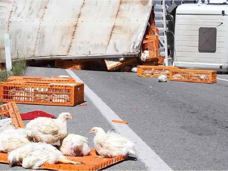 Canlı tavuk yüklü tır devrildi, yüzlerce tavuk öldü