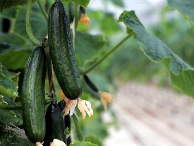 Tarım ve Orman Bakanlığı: Çin'den salatalık ithalatı yapılmamaktadır