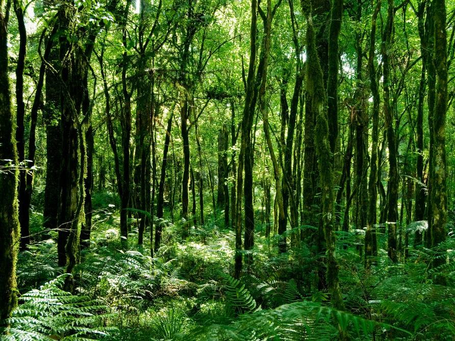 Son 20 yılda canlanan ormanlar iklim krizi için umut vadetti
