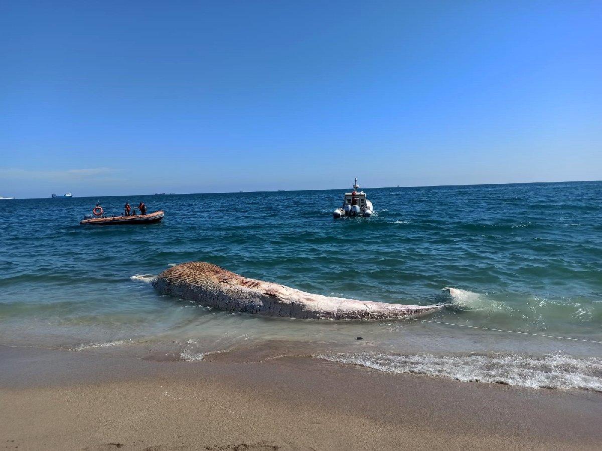 Mersin'de sahile ölü oluklu balina vurdu