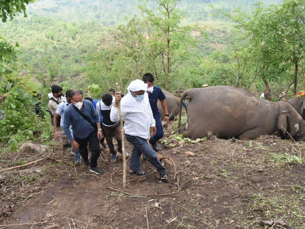 Hindistan'da yıldırım faciası: 18 fil ölü bulundu