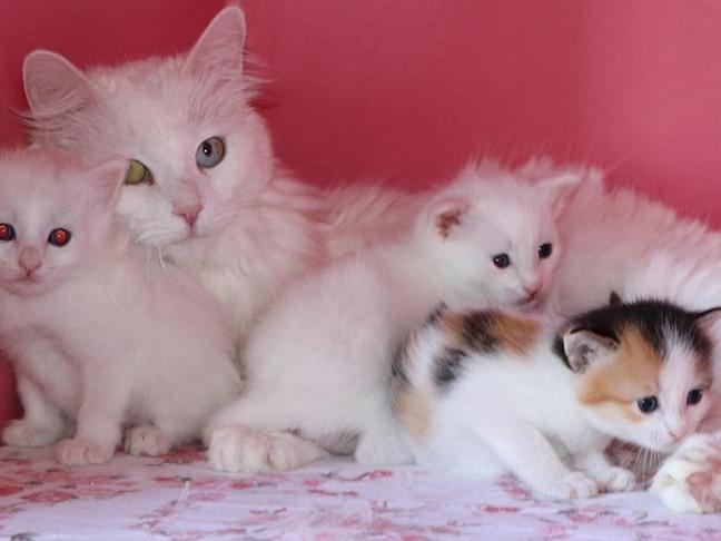 24 anne Van kedisi 70 yavru doğurdu