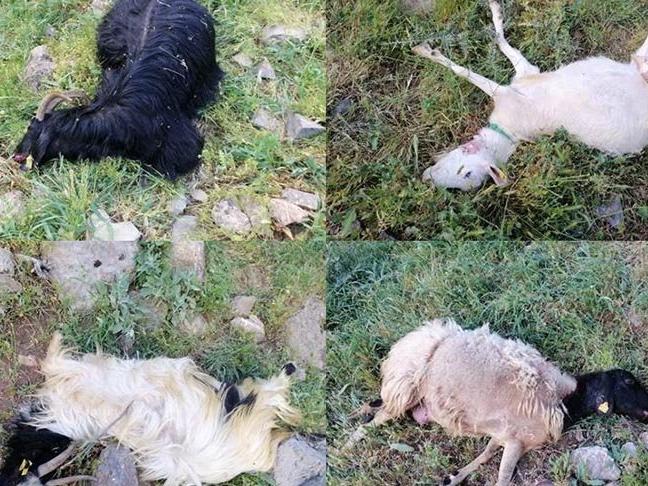 Kurtlar sürüye saldırdı: 21 hayvan öldü
