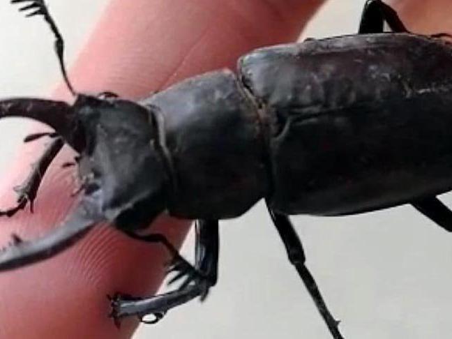 Nesli koruma altındaki geyik böceği, Bodrum'da görüldü!