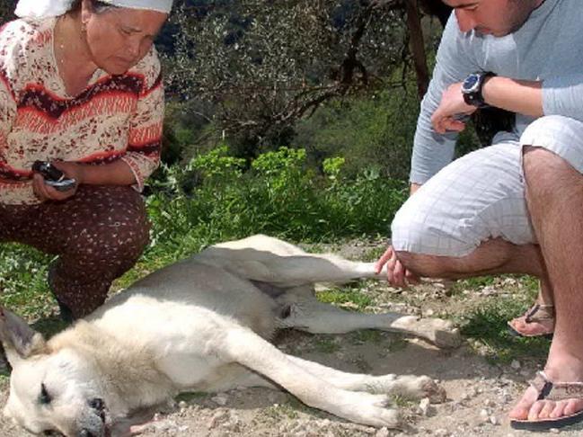 Milas'ta 7 köpek öldürüldü