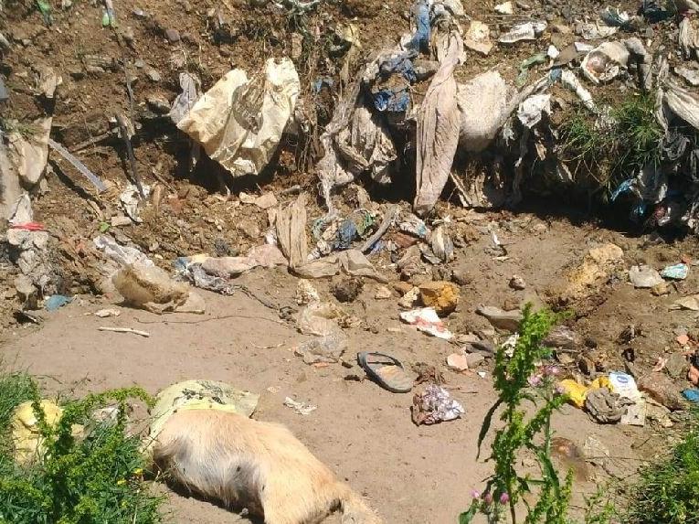 Çöplükte 17 köpek ölüsü bulundu