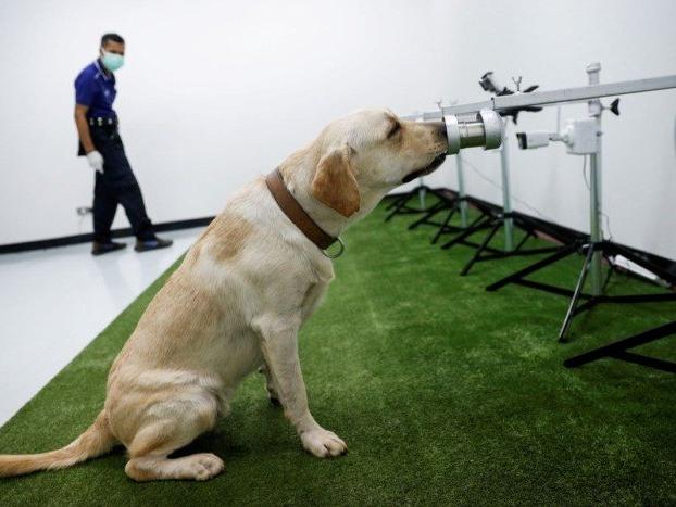 Bilimsel araştırma: Köpekler Covid-19'un kokusunu alabiliyor