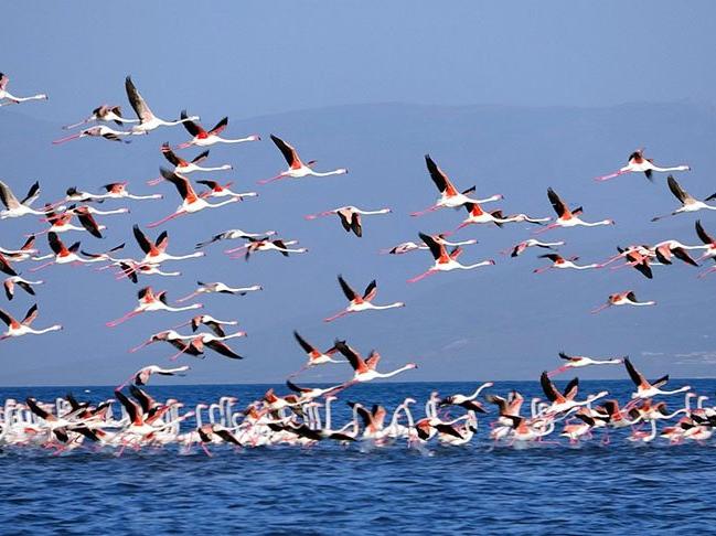 Van Gölü flamingo cennetine döndü