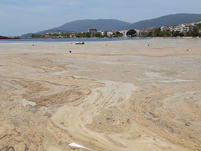 Marmara Denizi için korkutan müsilaj açıklaması: Koma halinden 5-6 yılda çıkarabiliriz