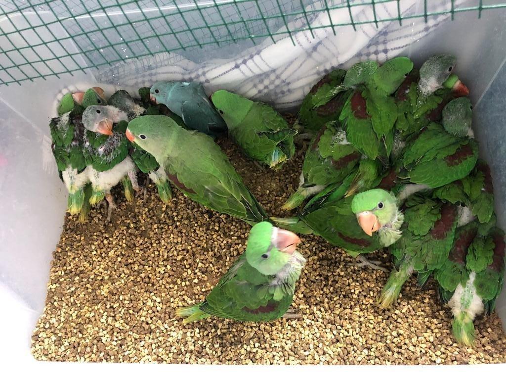 Kanatlı hayvan operasyonu: 38 İskender papağanı kurtarıldı