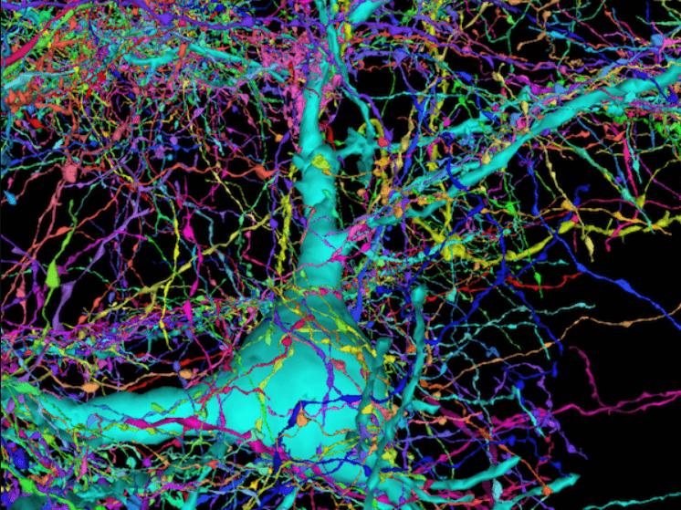 İnsan beyninin 3D haritası için 225 milyon görüntü bir araya getirildi
