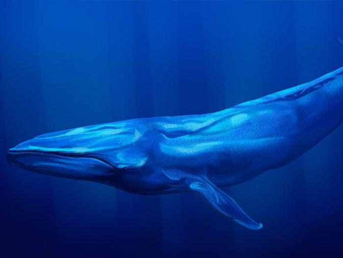 Bomba dedektörlerinin Hint Okyanusu'ndaki inanılmaz keşfi: Mavi balinalar