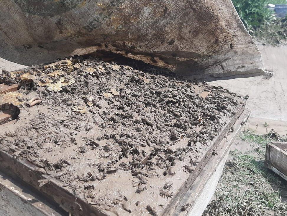 400 kovan arısı sele kapıldı! Zararı dudak uçuklattı