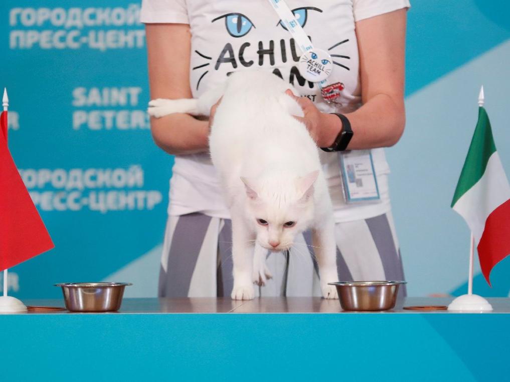 Kahin kedi Achilles, İtalya - Türkiye maçı için tahminini yaptı