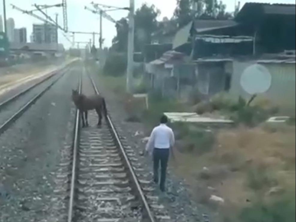 Makinist treni durdurdu, inip ray üzerindeki atı kenara çekti