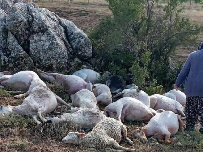 Yıldırım düştü 23 koyun öldü