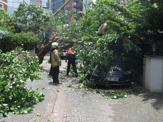 İstanbul'da dut ağacı, otomobilin üzerine devrildi