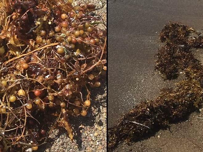 Dikili kıyılarında görülen Sargassum'un zararlı olmadığı belirtildi