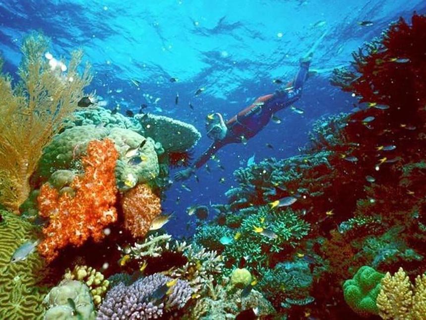 BM'den Büyük Set Resifi'nin tehlike altındaki Dünya Mirası Listesi'ne listesine alınması çağrısı