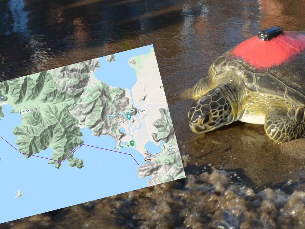 Yeşil deniz kaplumbağası Talay 3 günde 30 kilometre yol aldı